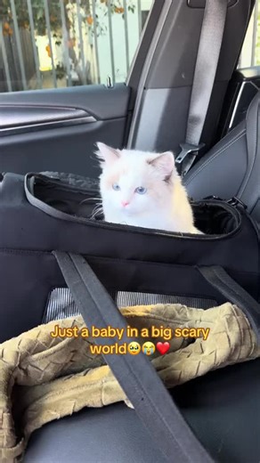 Beautiful Ragdoll Kittens to Brighten Your Day