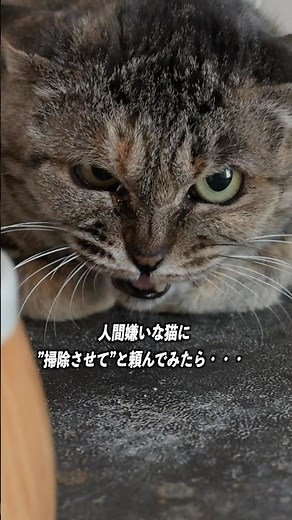 人馴れ訓練中の猫に「掃除させて」と頼んだら…。 #猫 #cat #保護猫