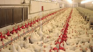 Granja de pollos, huevos y producción avícola. Las gallinas beben agua y comen. Vista en gran angular, imágenes interiores