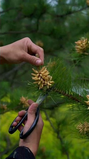 Traditional Homemade Magic | Harvesting the "Golden Dust" of the Ancient Pines 🌲✨🥢