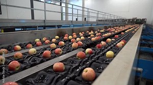 Slow Motion of Apples On Sorting Conveyor Belt Coming Out of High Speed Precision Apple Sorting And Grading Machine. Apple Receiving and Processing in Large Fruit Packing House Facility.