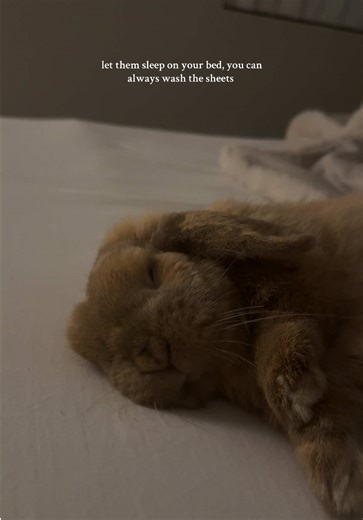 Benefits of Letting Your Rabbit Sleep on Your Bed