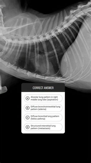 Ehsan Amini | Veterinary Radiologist | . #veterinary #radiology #vetradiology #vetmedicine #veterinaria #radiovet #radiography #veterinaryradiology #cathealth | Instagram