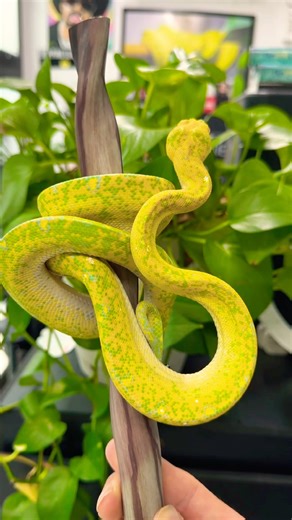 Wishing everyone a Merry Christmas! Designer Green Tree Python owned by The Trap Exotics. 😍🐍