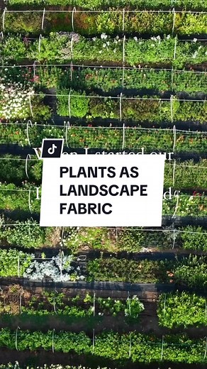 I’ll forever regret using landscape fabric at the farm, not doing my own deeper research into the effects of it and listening to others who told me I “had” to use it or I’d be overrun with weeds. Not only did using it cost me a lot of money in purchasing, applying it every year, and removing it every year; I still find plastic remnants in my soil. Once i learned this and started researching the effects of that on our soil life, I vowed to find a better way. Mulching provides amazing benefits for