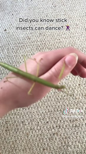 Stick Insect Dance: Facts and Fun Moves