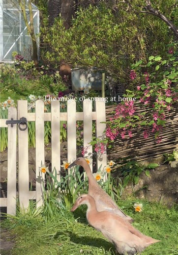 Spring Gardening and Duck Care Tips