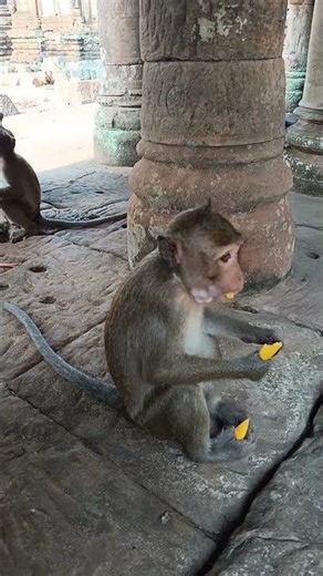 Cute Moments of these Adorable monkeys enjoying tropical fruit 🍑😍