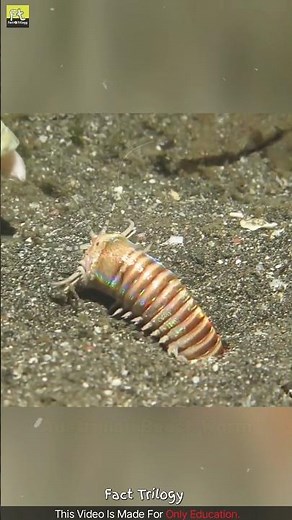 Be Aware ⚠️ Of This Australian Beach Worm 🪱 | Sand Worm | Bobbit Worm