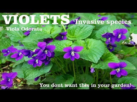 ⟹ Common Violet | Viola odorata | This plant can reap havoc in your garden here's why!
