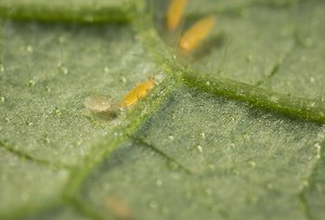 Montdo-Mite | Control Thrips and Whitefly | Predatory Mites (Transeius montdorensis)
