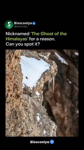 BIO SCOOLYA © | Learn Biology 💚 on Instagram: "Snow leopards aren’t just hard to spot — they’re designed that way. 🏔️🐆 Their smoky-gray fur and broken rosette patterns closely match the rocks, snow, and shadows of high-altitude mountains. This camouflage, called disruptive coloration, breaks up the outline of their body, making it difficult for prey (and people) to detect them, even at close range. It’s not about hiding in snow alone — it’s about blending into a constantly shifting landscape