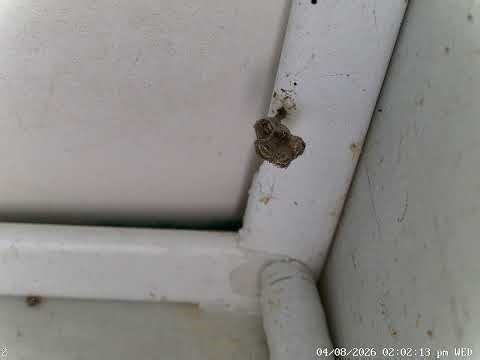 Guinea Paper Wasp Nest Construction