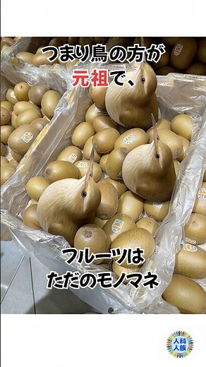 「飛べない鳥」キーウィのやばすぎる雑学