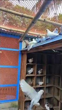 Pigeon Flock Takes Flight! 🕊️ Cooing Crowd and Action Shot ❤️