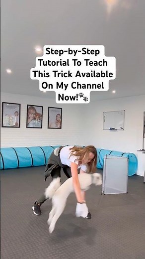 Teach Your Dog To Jump Through Your Arms | Dog Trick Tutorial