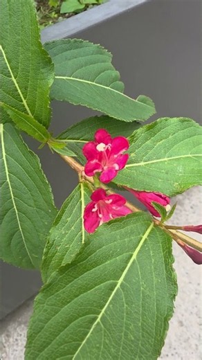 십년만#양지은#도림천#음악분수