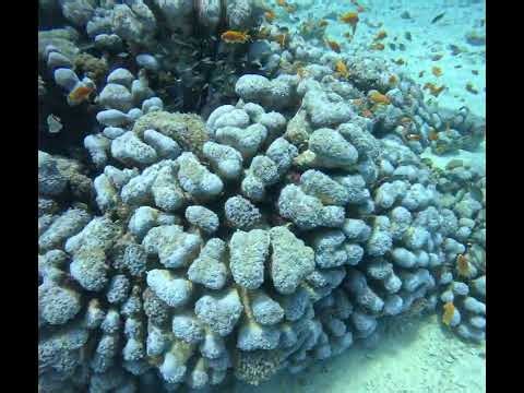 Colorful Coral Gardens at Maxwell Reef 1, Taba, Egypt | Red Sea Underwater Paradise