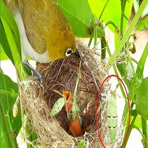 199K views · 3.4K reactions | Baby bird VOMITS Out Strip WASP STUCK in Throat white eye feeding baby birds in nest | Review Birds News | Facebook