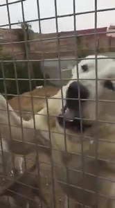 Our ALABAI puppies 1st generation @ 9 Months old. ADLOF ACERTA HOUSE ( Misha ) Sire: VEKSAM MEDVED ( Of ACERTA HOUSE) Dam: HONDA ( Of Amr Al Daly/ Meky ) God Bless the owner ( Meky ) Visit Our Website :- http://acertahouse.com/ | Acerta House Kennel