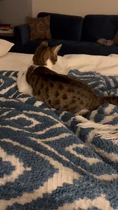 Betty Boop is starting to come out of her shell in foster care! head to her profile to learn more about her! #sheltercats #adoptdontshop #adoptme #animalshelter | Paws Darwin