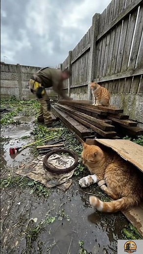 He Built a Rainproof Shelter for Injured Stray Cat | Amazing DIY Cat House Transformation