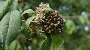 Berries of Eleutherococcus senticosus in autumn season