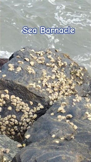 Sea Barnacle
