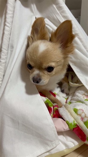 結局、あさ自邸に戻る！チョビ！#チョビ #chihuahua #ペット #チワワ #豪邸#いぬ #極寒