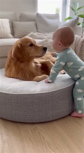 Startled by the Baby! Golden Retriever's Instant Relaxation is Priceless 🥹