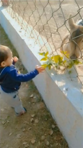 Baby Feeding Deer at Zoo 🦌😍 | Cute Baby Gets Excited Seeing Deer Eat Grass
