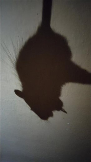 mouse trap | mouse toy #shorts #youtubeshorts