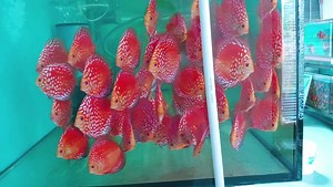 2.1K views | Discus-Siner.sk on Reels | Facebook