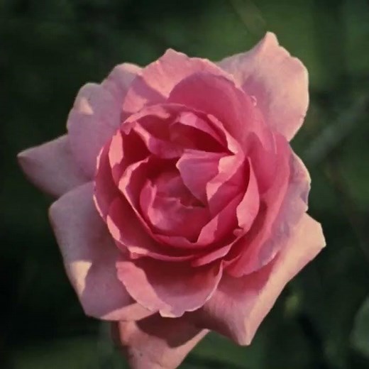 Peau d'Âne 1970 FRENCH WEB