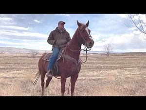 Gaited Horse For Sale