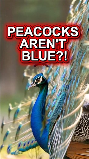 The Secret Behind Peacock's Rainbow! 🌈 #peacock #science #facts