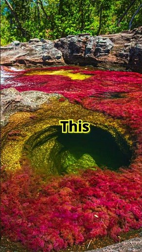 The Stunning Colors of Caño Cristales: Nature's Liquid Rainbow