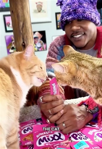 Catchy Cat Songs That Make Cats Dance