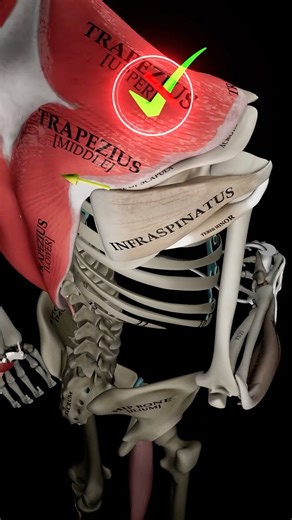 Muscle and Motion on Instagram: "🔥Rotate, Don’t Retract 🎯 When performing shoulder external rotation on the cable, many people allow the scapula to drift forward and backward, almost “lifting off” instead of staying stable. When the scapula shifts too much, the scapular retraction muscles take over. They switch from their intended role as static stabilizers into unwanted dynamic movers, reducing the load on the shoulder external rotation muscles. This usually occurs when the weight is too heav