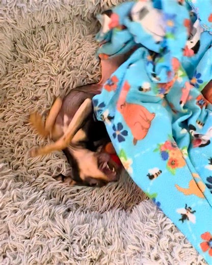 🎉🎉🎉 #Squishy's Bile Acids test came back NORMAL!! We're celebrating another win for our perfectly imperfect pooch! 💜🐾 #SpinalDeformity #SpecialNeedsDog #DogRescue #PawsitiveRestorations | Pawsitive Restorations Animal Rescue