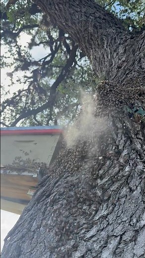 Honeybee removal from a Live Oak tree in Canyon Lake, TX.