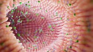 Santé : comment repeupler sa flore intestinale après une prise d’antibiotiques ?