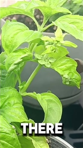 Harvesting BASIL - The Best & Easiest Method
