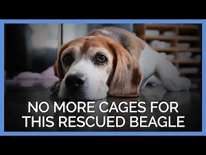 No More Cages for This Rescued Beagle, Thanks to a PETA Undercover Investigator