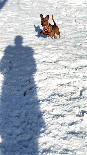 Dog meme #music #ピアノ #作曲 #bgm #dog