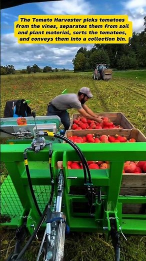Tomato Harvester in Action: From Field to Basket!