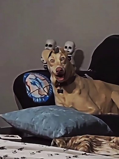 Understanding Skinwalker Dogs and Their Mythology
