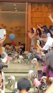 A pet kindergarten in Chengdu. People work during the day, while pets are sent to kindergarten. #China #chinalife | Embassy of The People's Republic of China in the United States