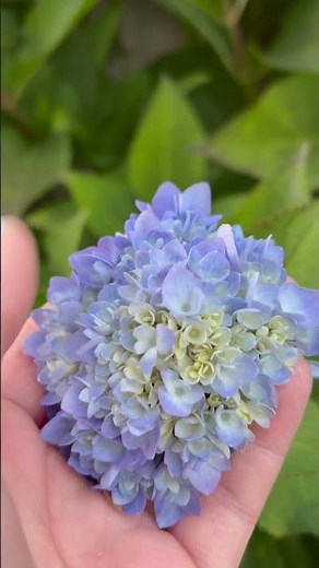🌸 How to Turn Your Blue Hydrangea Pink! | TN Nursery Gardening Tips 🌸