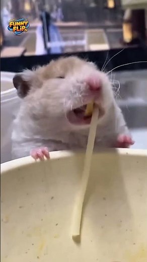 Funny Hamsters Doing Weird Things 🐹 | Cute & Hilarious Moments 2026 #epicfails #funnyflip